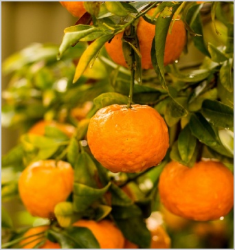 Morocco Fruit Export Company