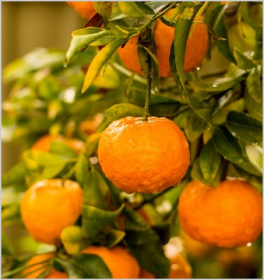 Morocco Fruit Export Company