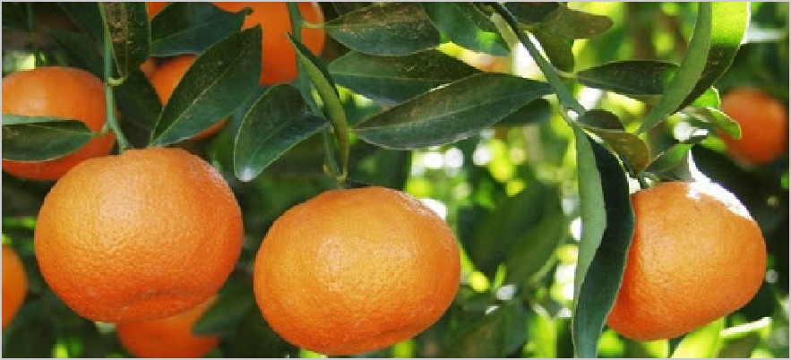 Exportation d'oranges du Maroc
