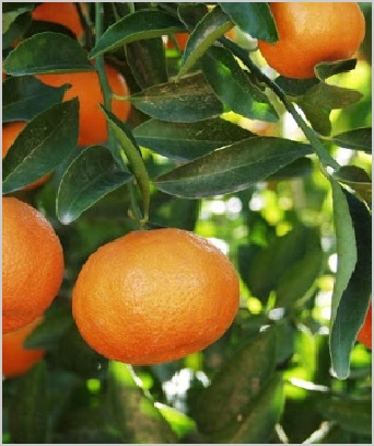 Exportation d'oranges du Maroc