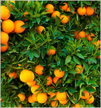 Morocco Fruit Export Company