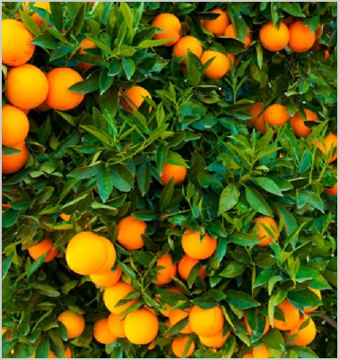 Morocco Fruit Export Company